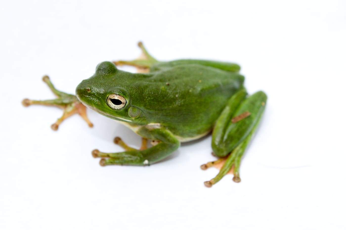 Green Treefrog (Hyla cinerea) — Ocean City, Maryland