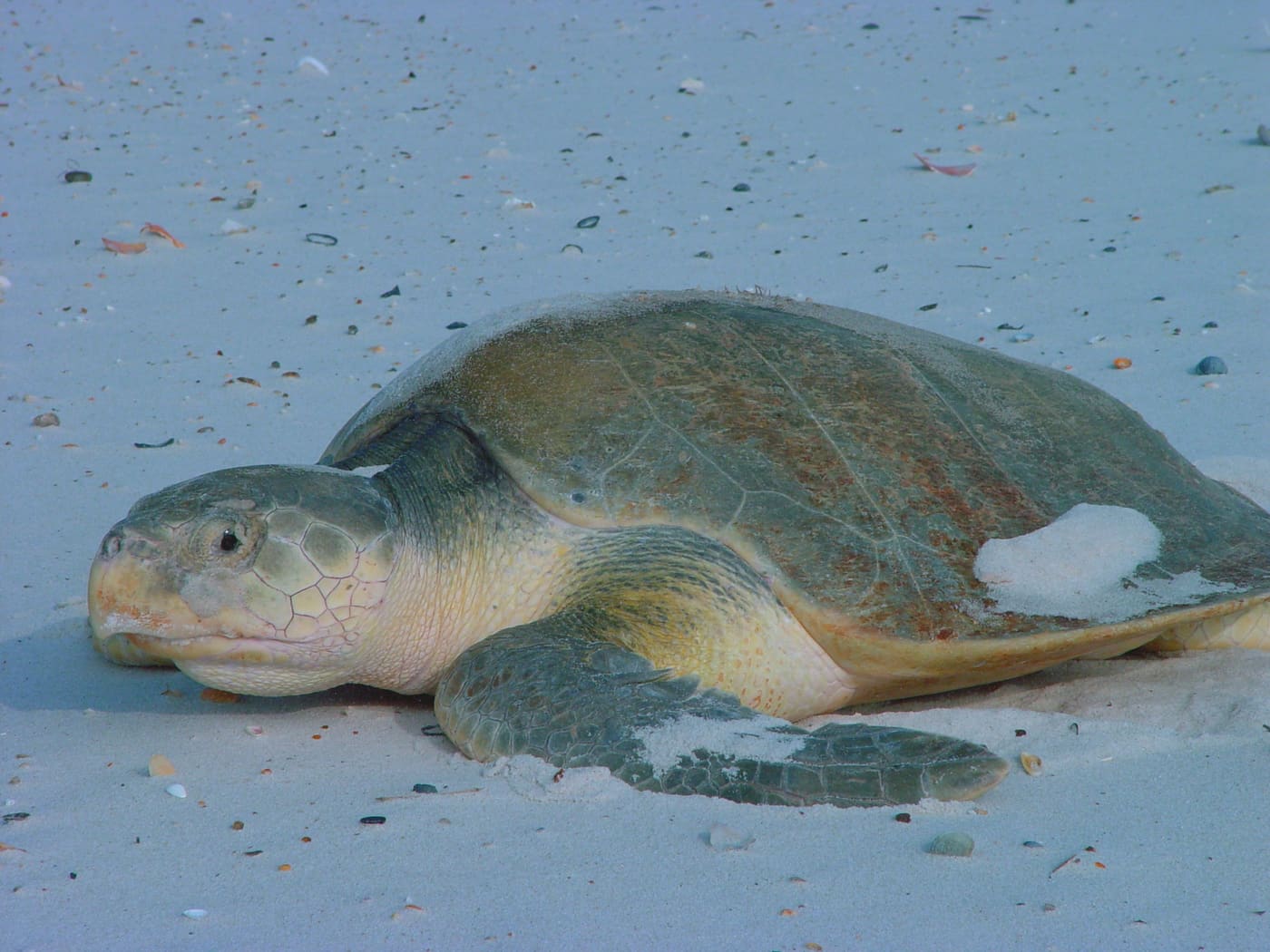 Kemp's Ridley Sea Turtle (Lepidochelys kempii) — Ocean City, Maryland