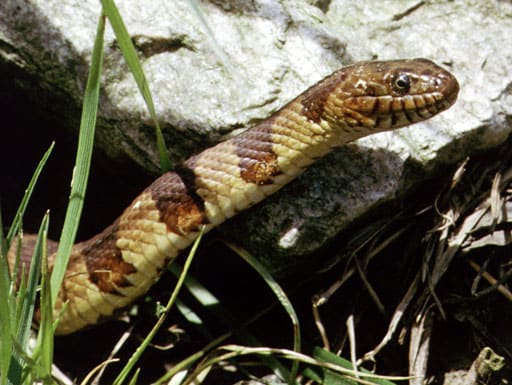 Northern Watersnake (Nerodia sipedon) — Ocean City, Maryland