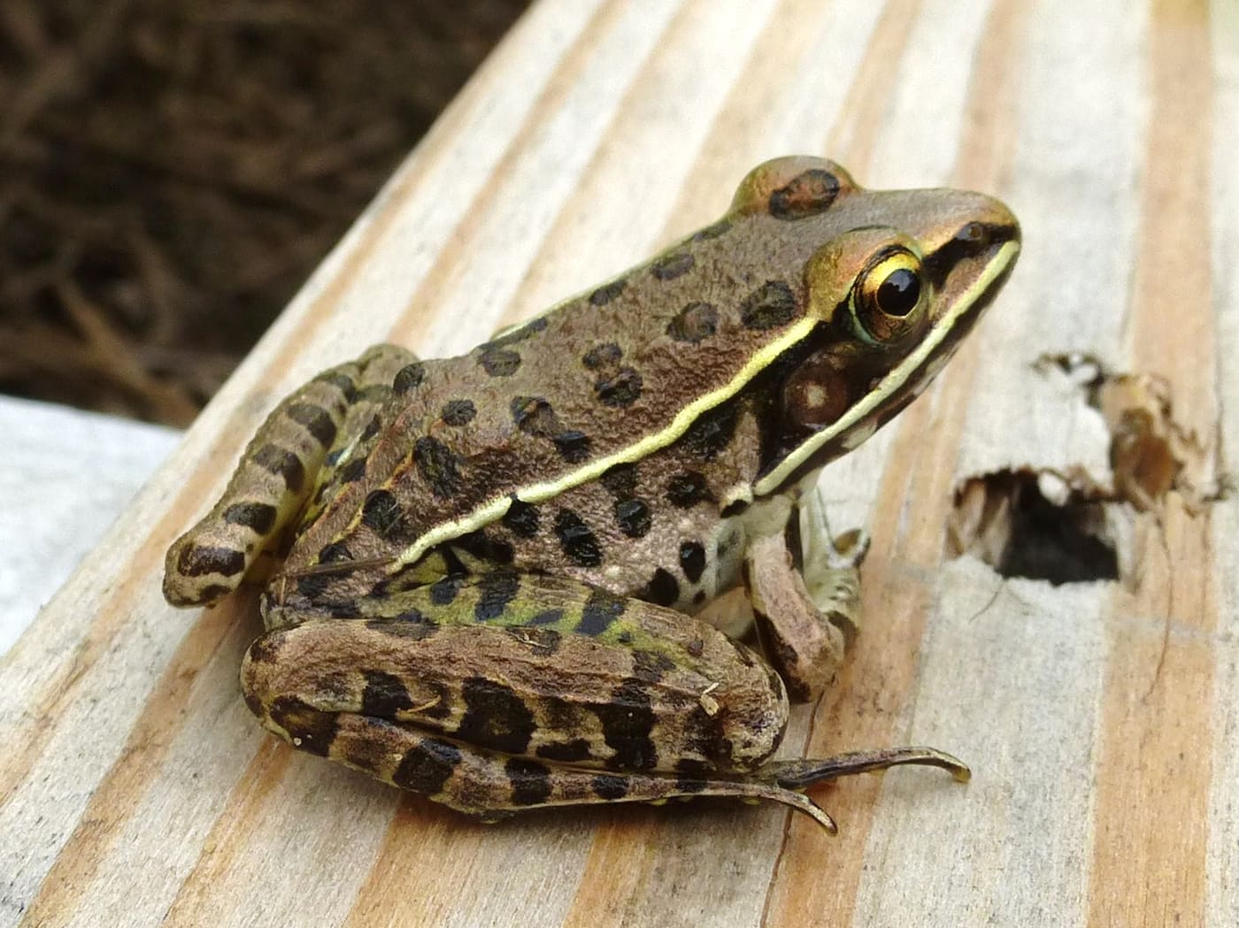 Southern Leopard Frog (Lithobates sphenocephalus) — Ocean City, Maryland