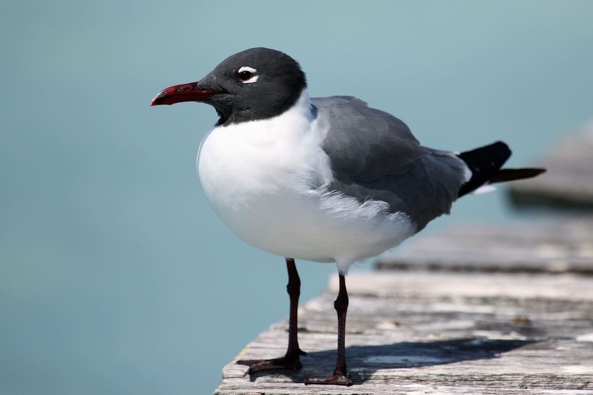 Birds — Ocean City, Maryland