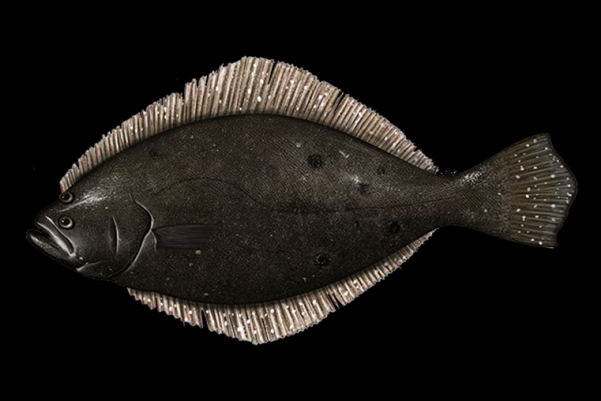 Fish — Ocean City, Maryland