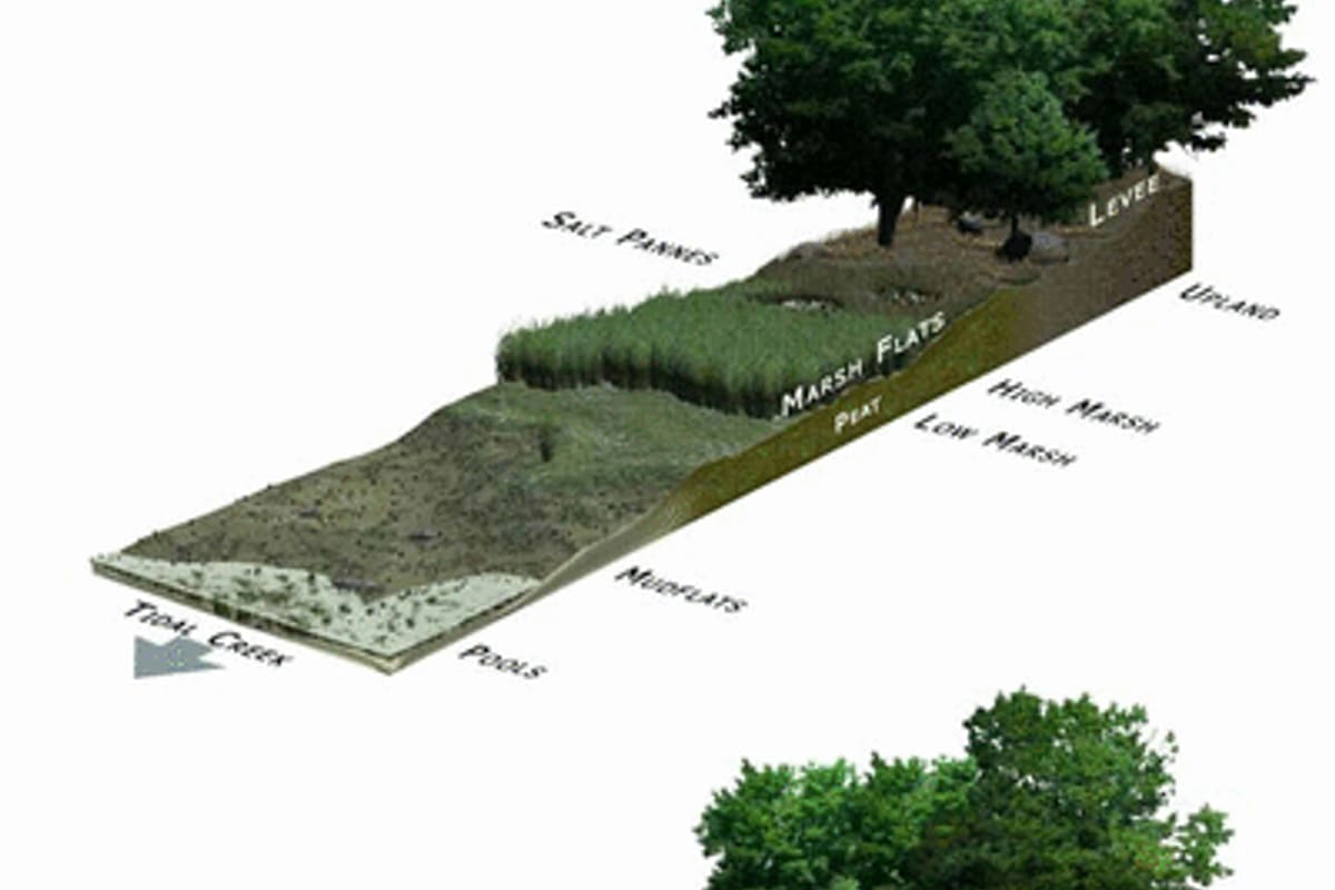 Habitats & ecosystems — Ocean City, Maryland