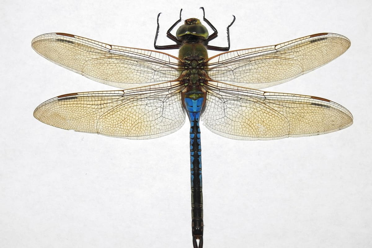 Insects & arachnids — Ocean City, Maryland