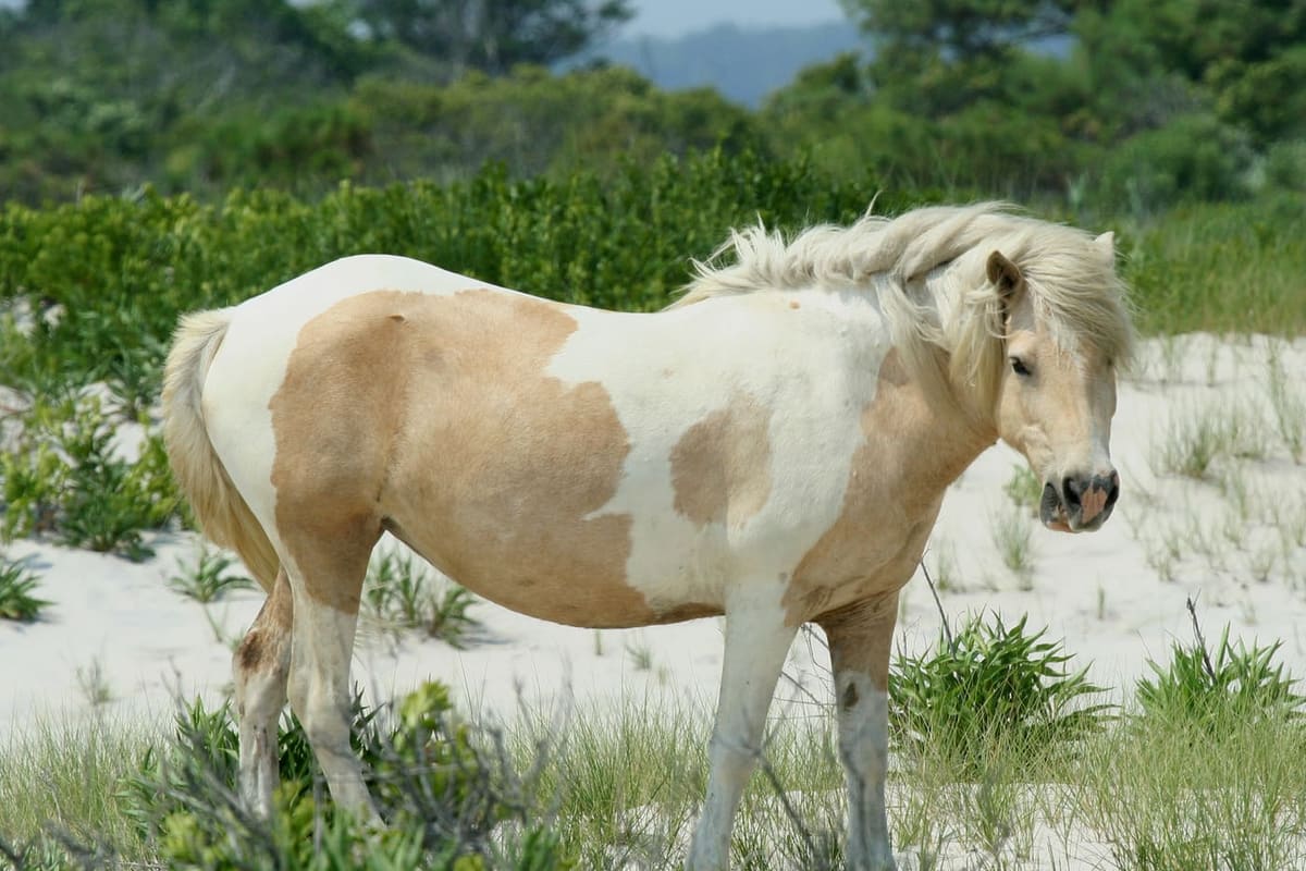 Mammals — Ocean City, Maryland