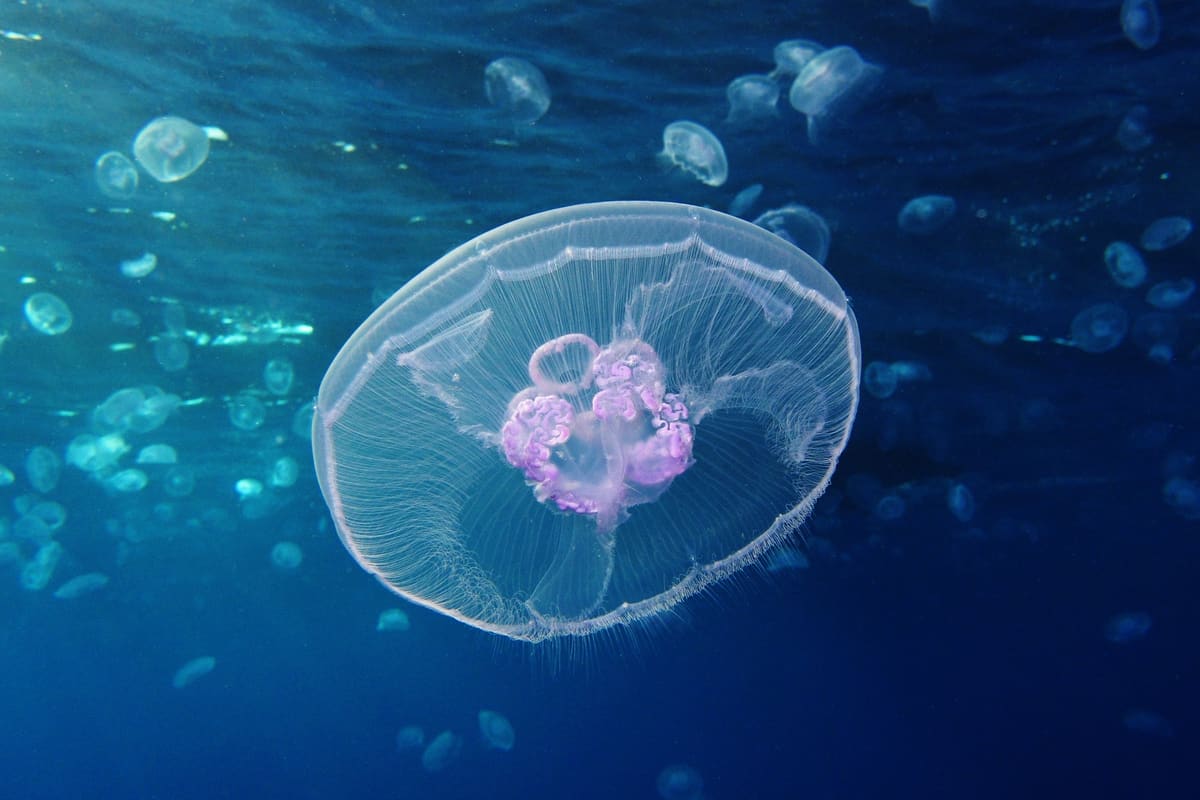 Other marine invertebrates — Ocean City, Maryland