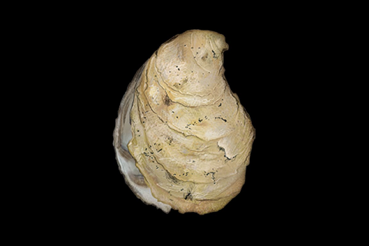 Mollusks & shellfish — Ocean City, Maryland