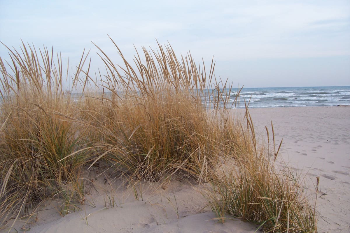 Plants, seaweed & algae — Ocean City, Maryland