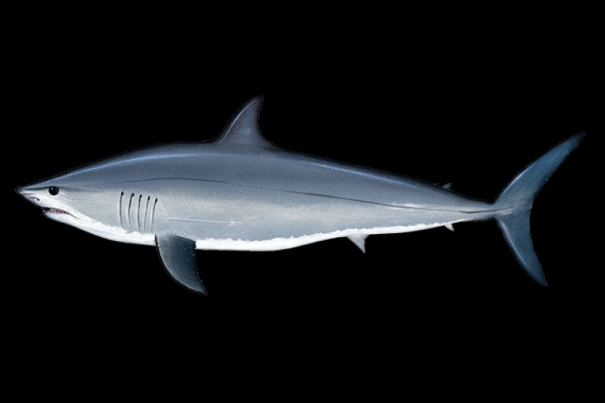 Sharks, rays & skates — Ocean City, Maryland