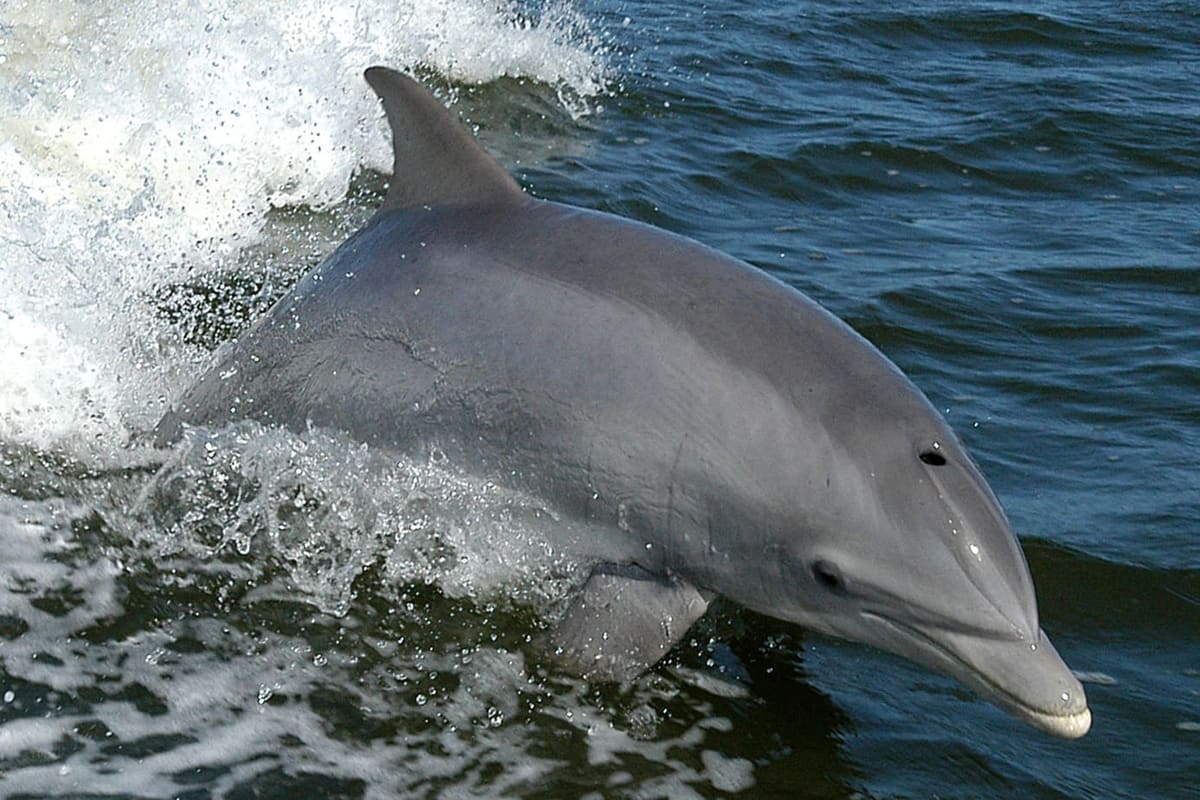 Whales & dolphins — Ocean City, Maryland