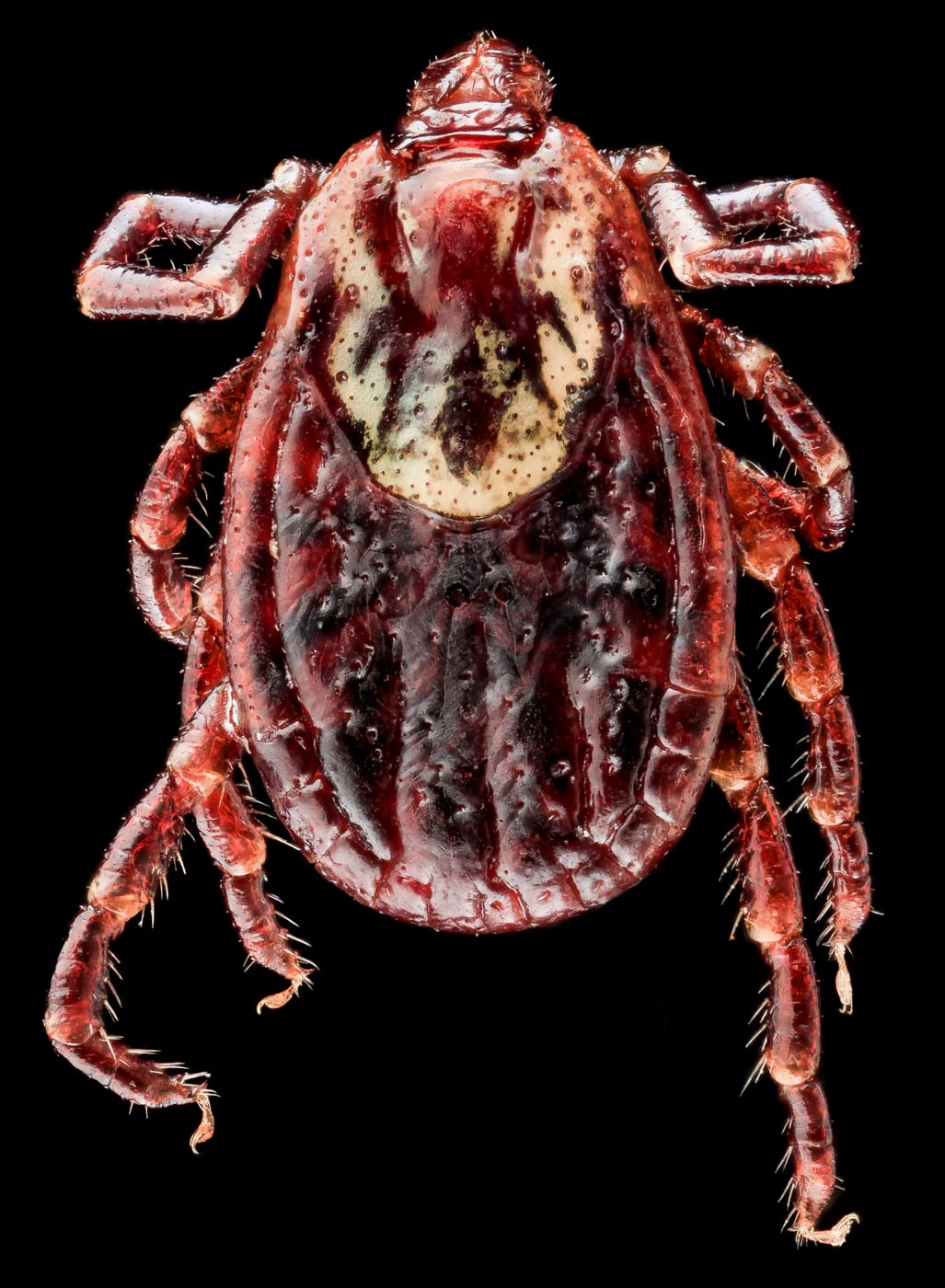 American Dog Tick (Dermacentor variabilis) — Ocean City, Maryland