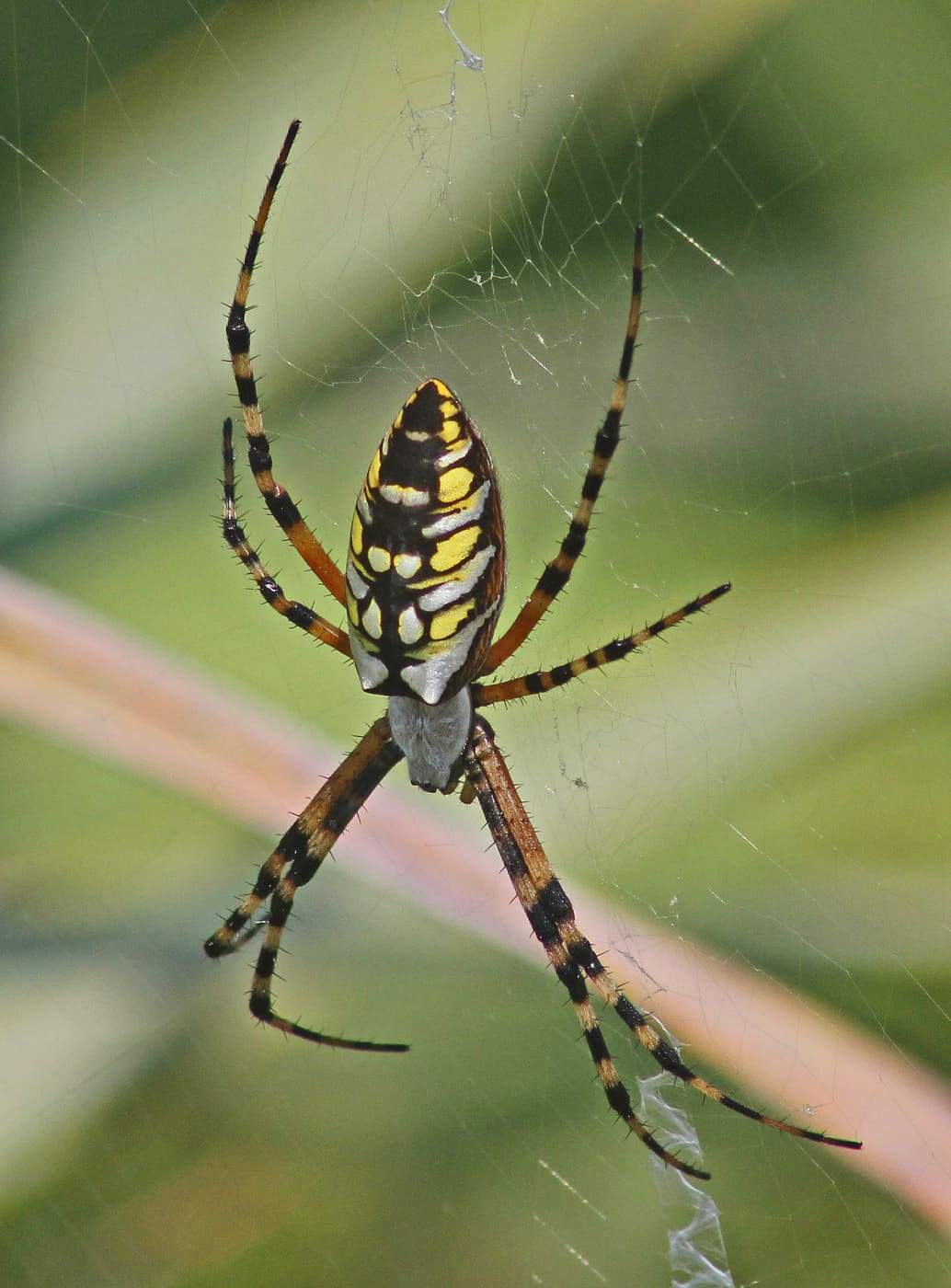 Black and Yellow Garden Spider (Argiope aurantia) — Ocean City, Maryland