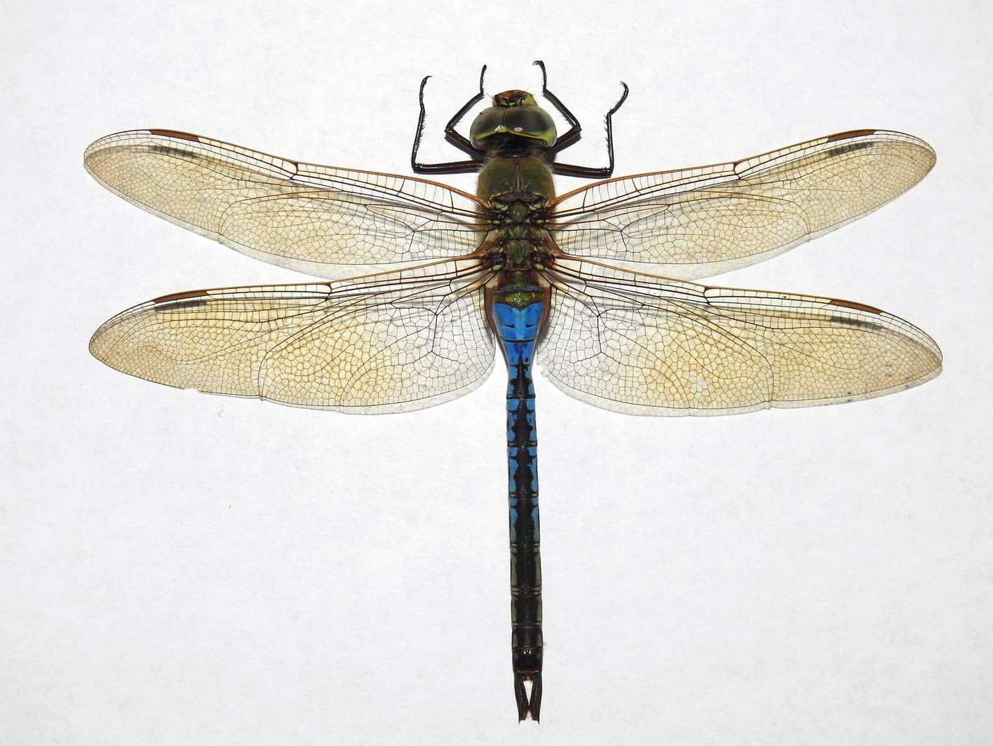 Common Green Darner (Anax junius) — Ocean City, Maryland