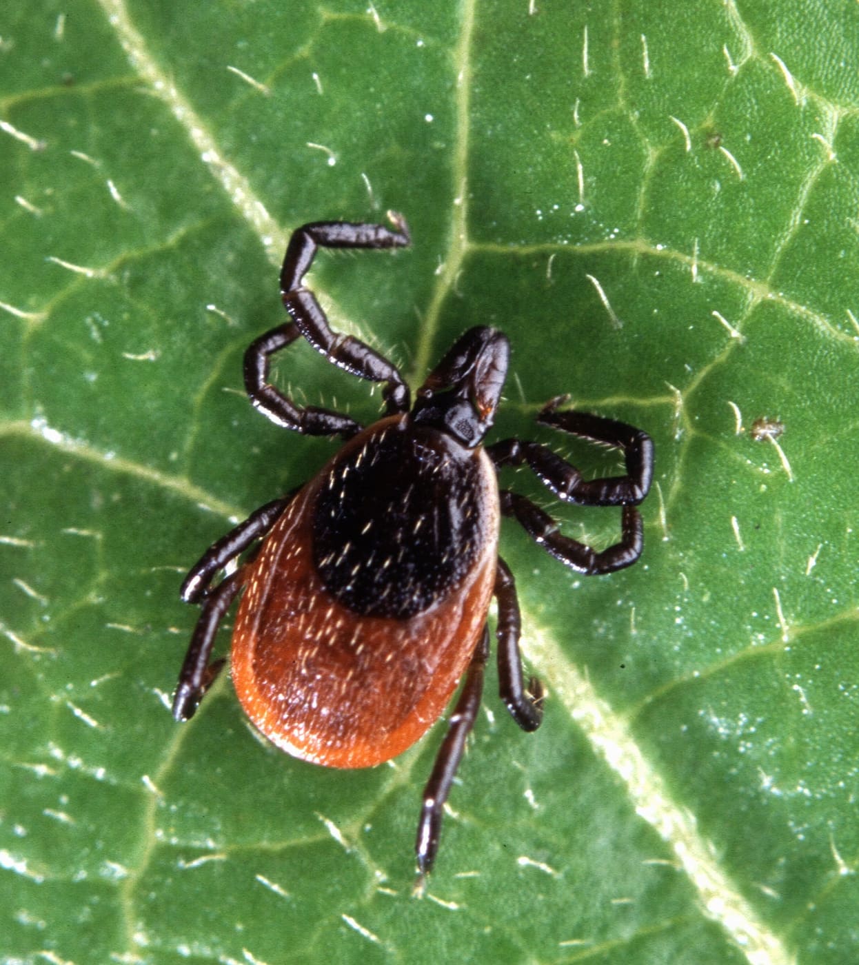 Blacklegged Tick (Ixodes scapularis) — Ocean City, Maryland