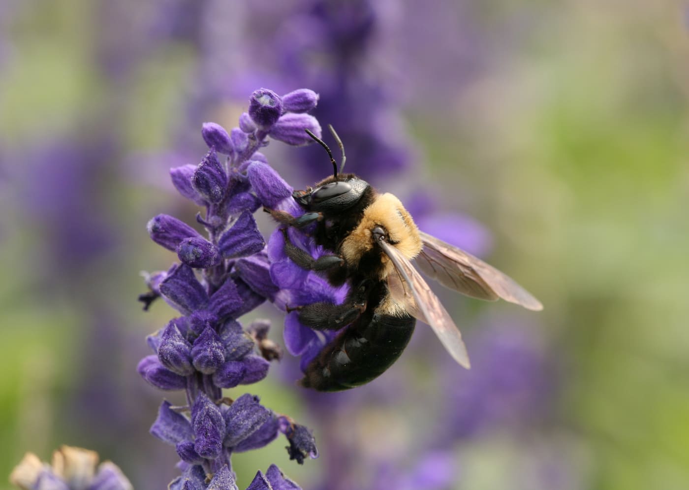 Eastern Carpenter Bee (Xylocopa virginica) — Ocean City, Maryland