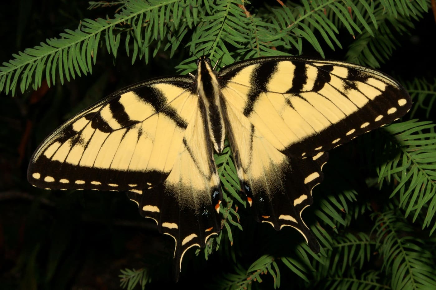 Eastern Tiger Swallowtail (Papilio glaucus) — Ocean City, Maryland