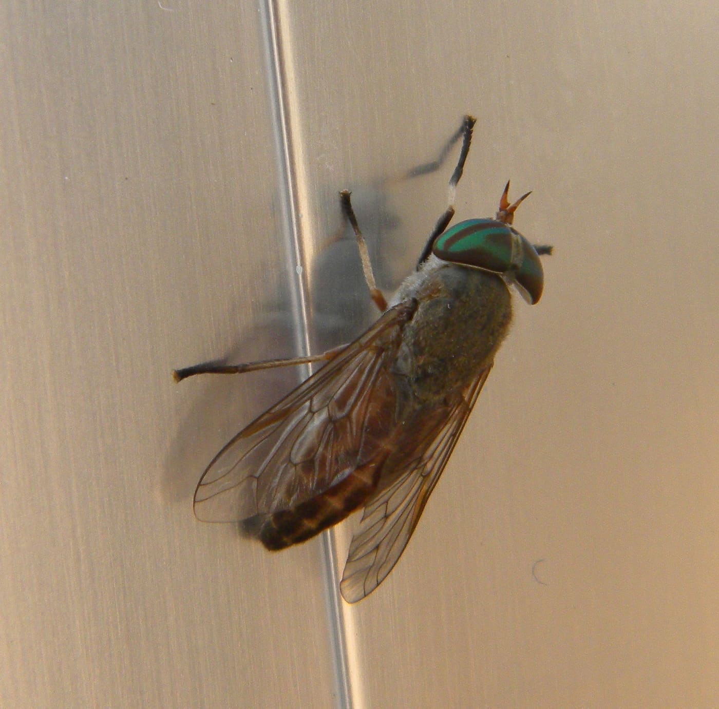 Greenhead Fly (Tabanus nigrovittatus) — Ocean City, Maryland