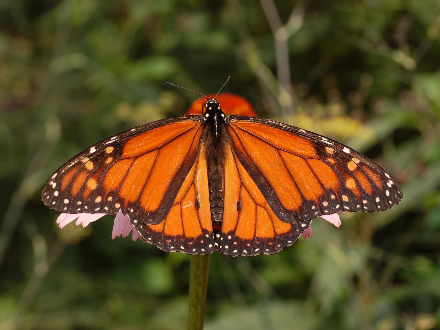 Monarch (Danaus plexippus) — Ocean City, Maryland