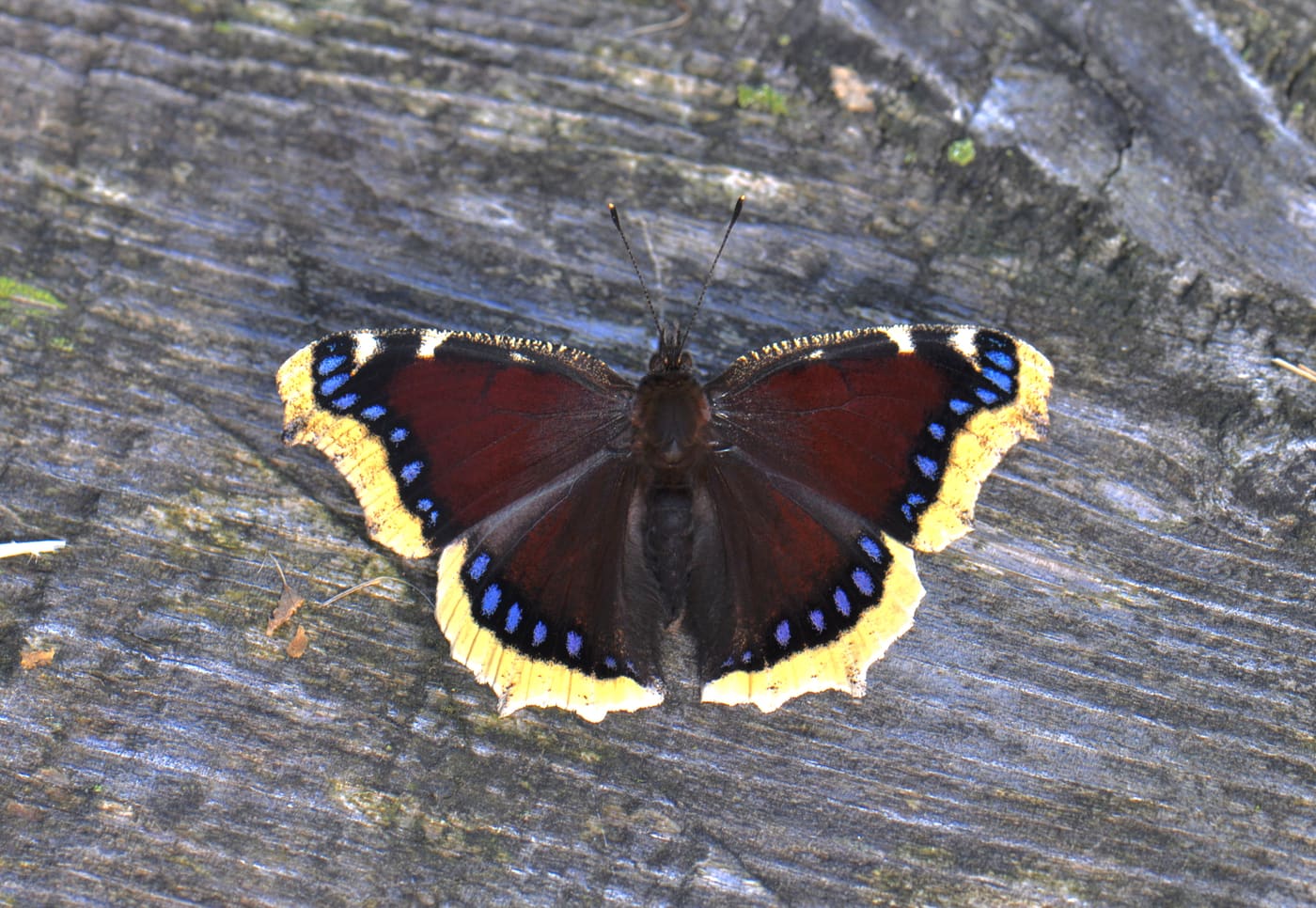 Mourning Cloak (Nymphalis antiopa) — Ocean City, Maryland