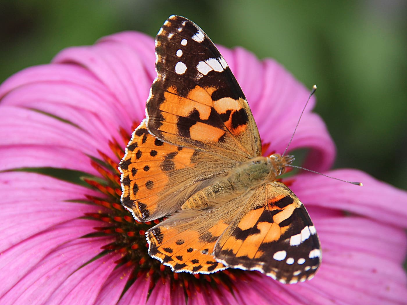 Painted Lady (Vanessa cardui) — Ocean City, Maryland