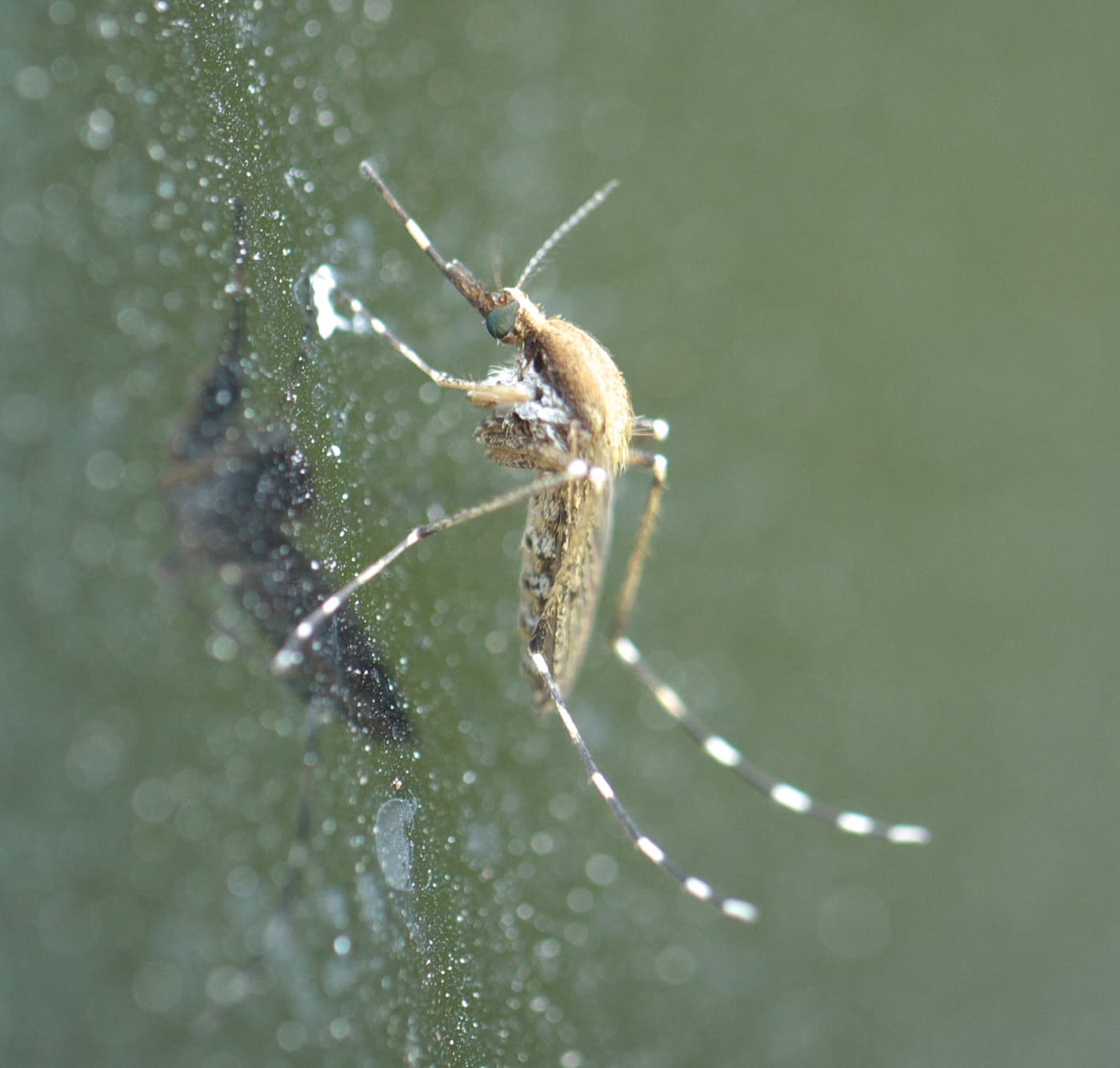 Eastern Saltmarsh Mosquito (Aedes sollicitans) — Ocean City, Maryland