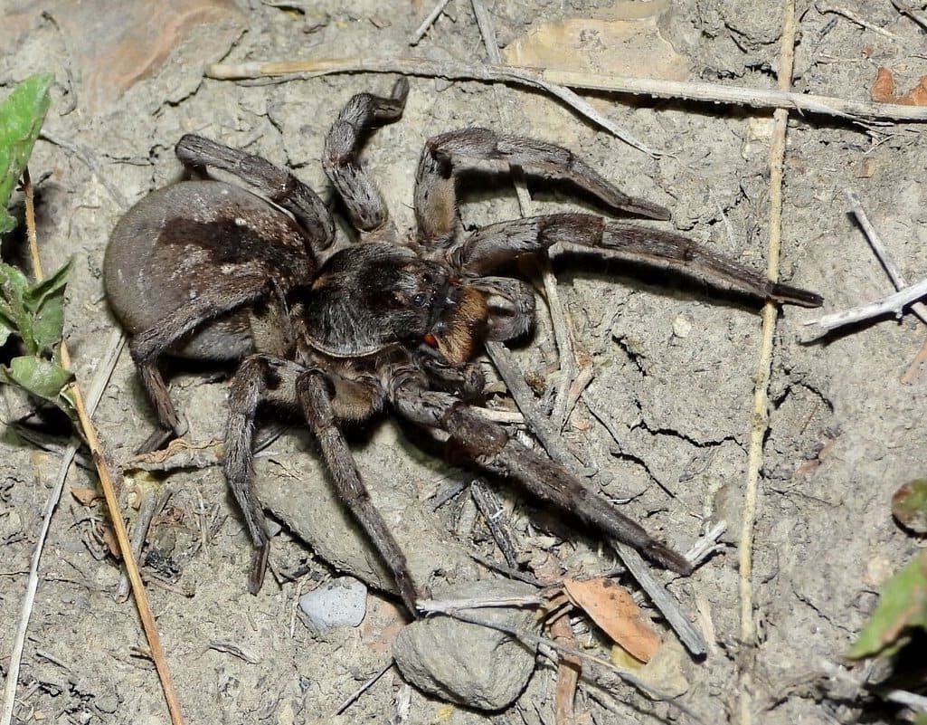 Carolina Wolf Spider (Hogna carolinensis) — Ocean City, Maryland