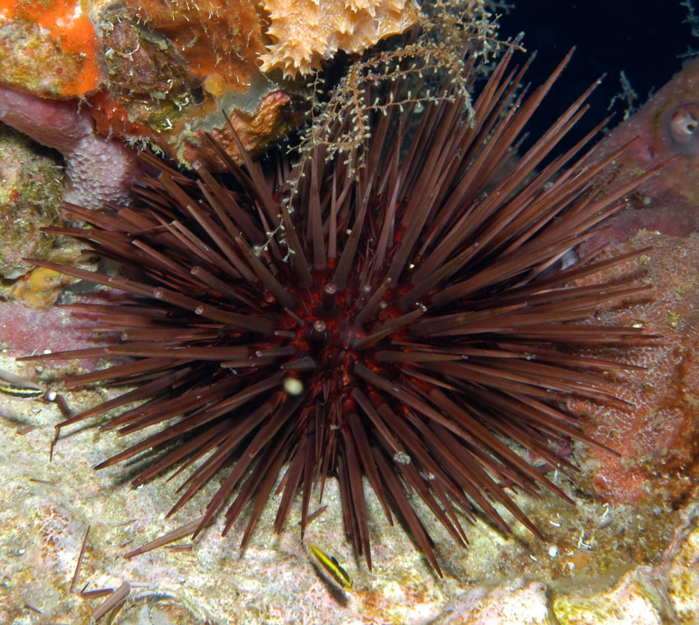 Atlantic Purple Sea Urchin (Arbacia punctulata) — Ocean City, Maryland