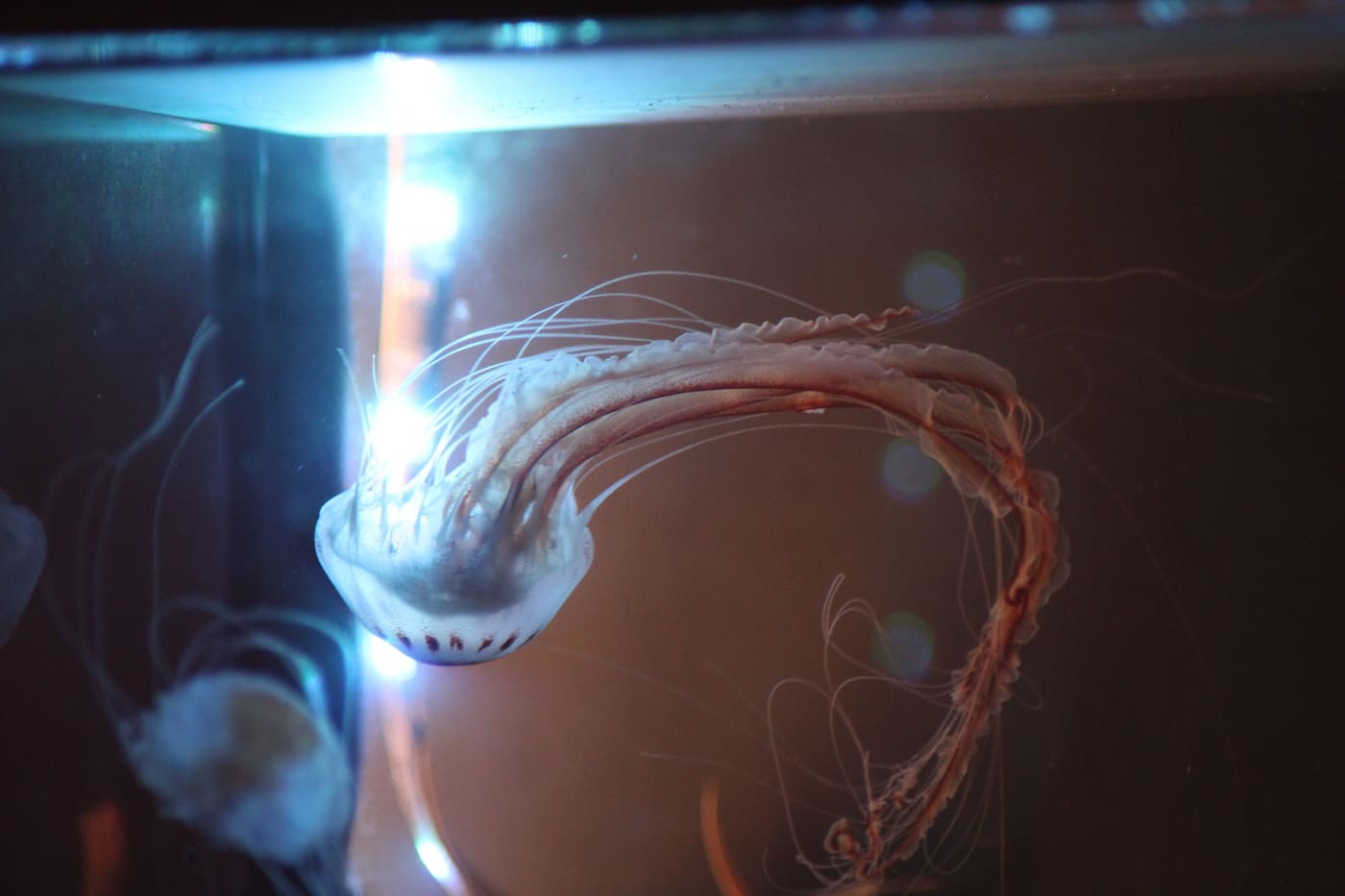 Atlantic Sea Nettle (Chrysaora chesapeakei) — Ocean City, Maryland