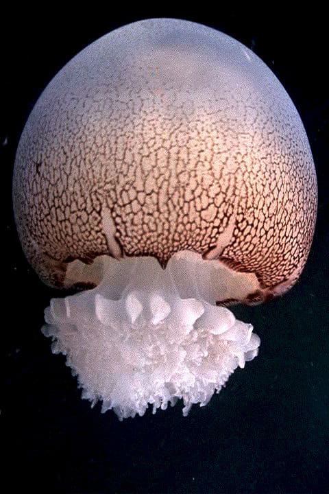 Cannonball Jellyfish (Stomolophus meleagris) — Ocean City, Maryland