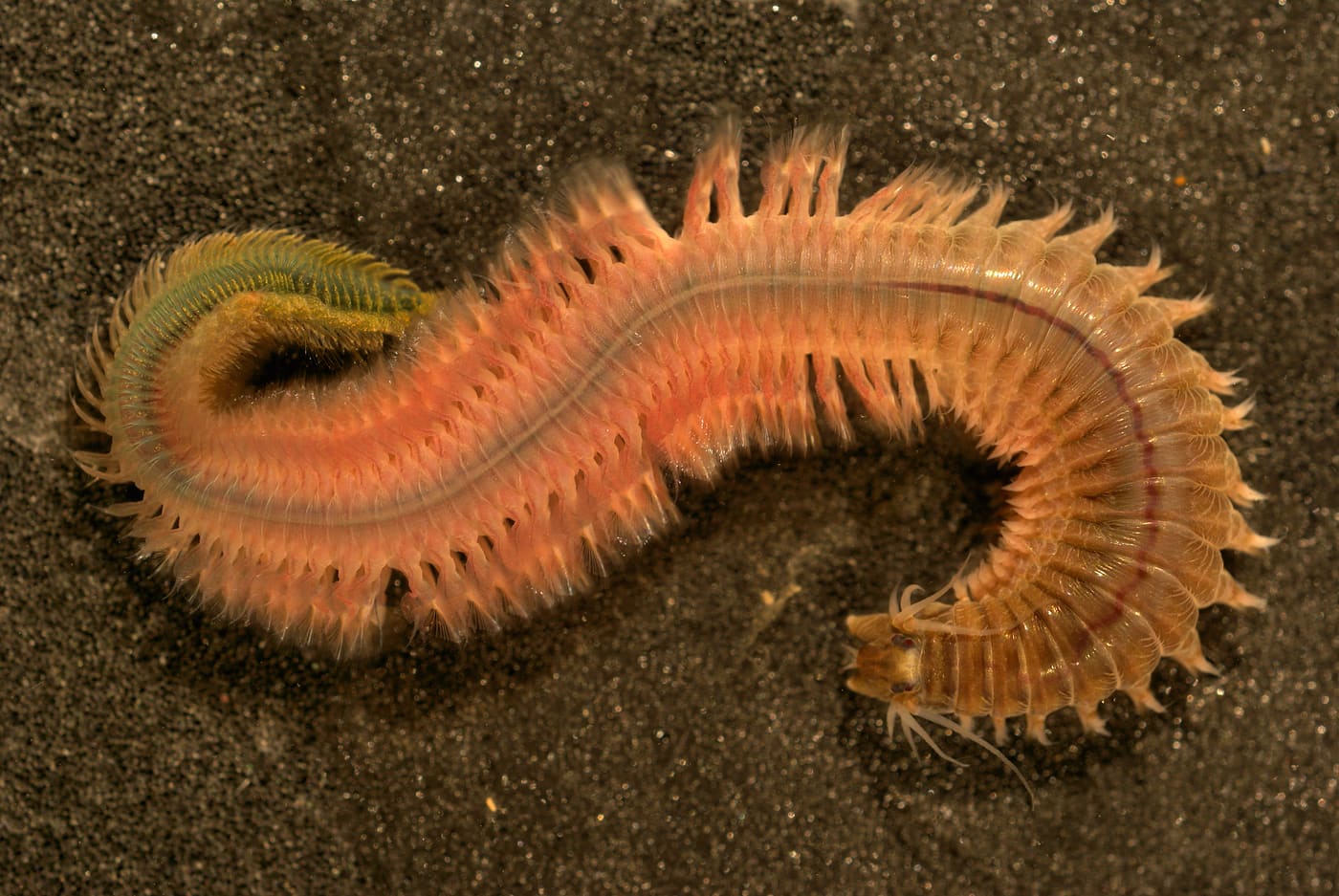 Clam Worm (Alitta succinea) — Ocean City, Maryland