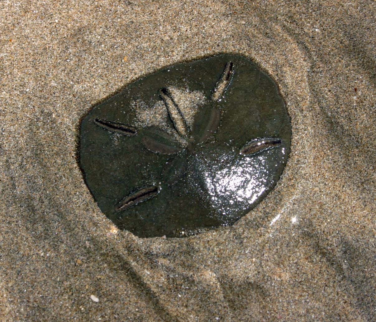 Five-holed Sand Dollar (Mellita quinquiesperforata) — Ocean City, Maryland