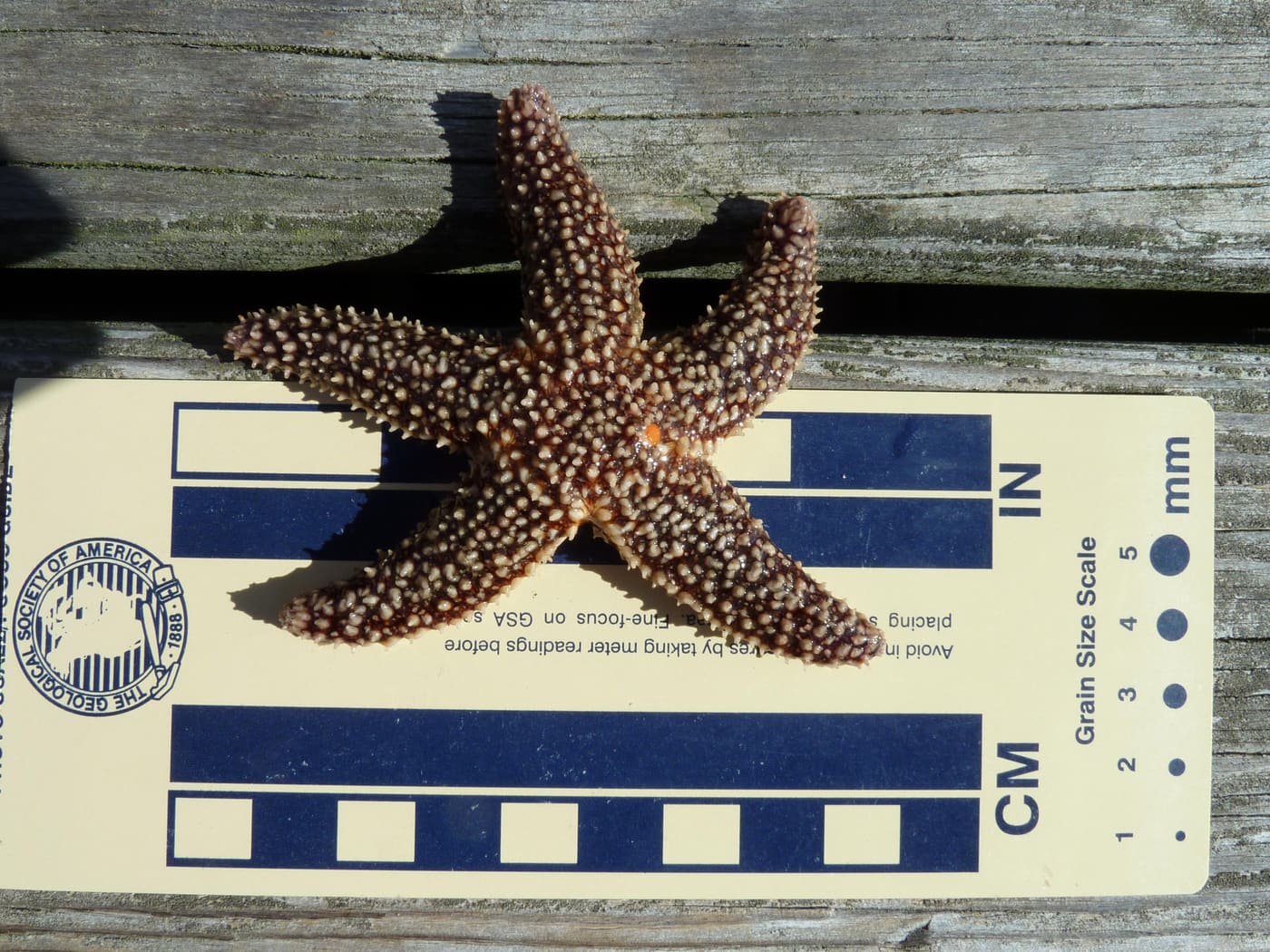 Forbes' Sea Star (Asterias forbesi) — Ocean City, Maryland