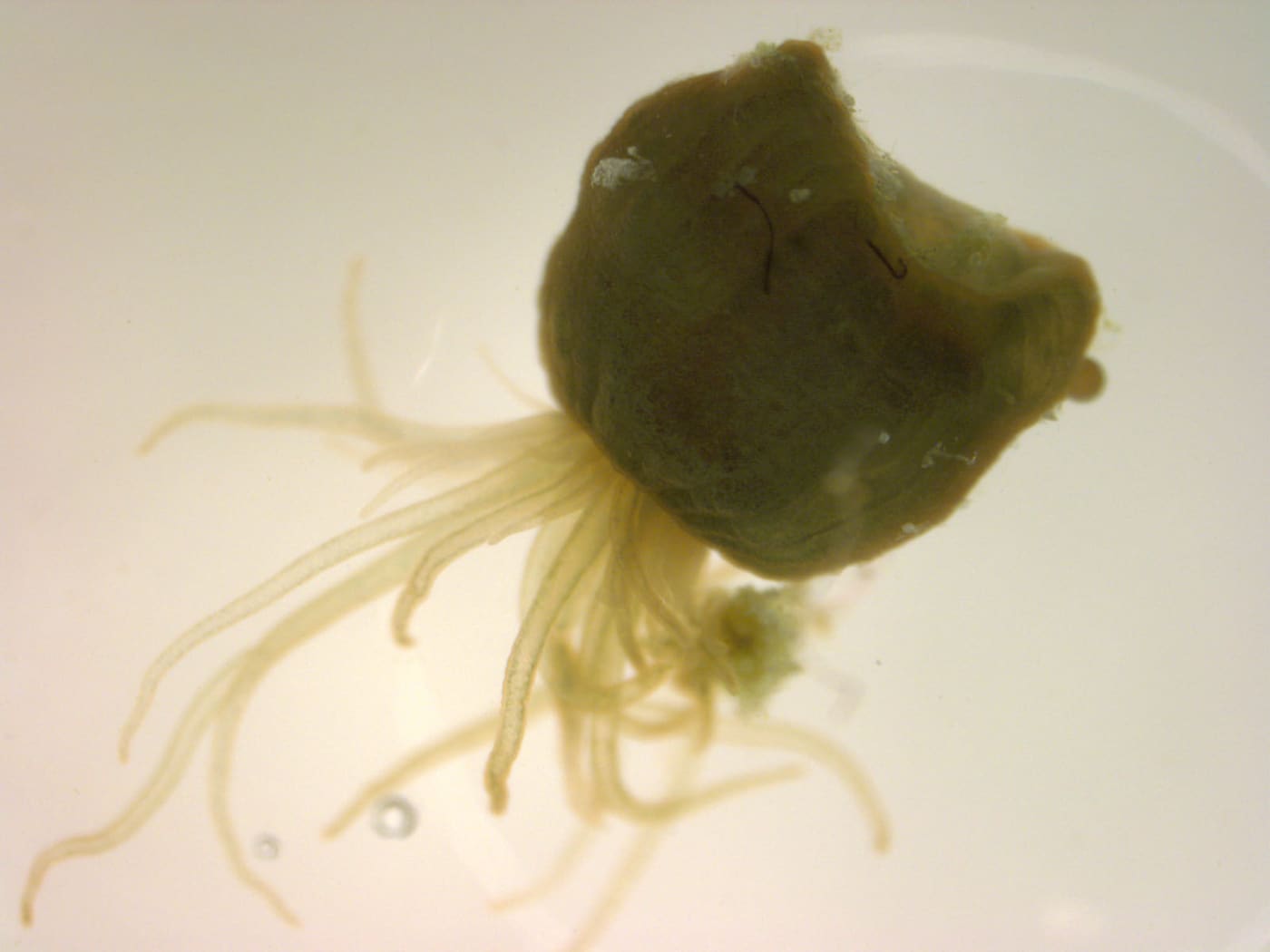 Orange-striped Anemone (Diadumene lineata) — Ocean City, Maryland
