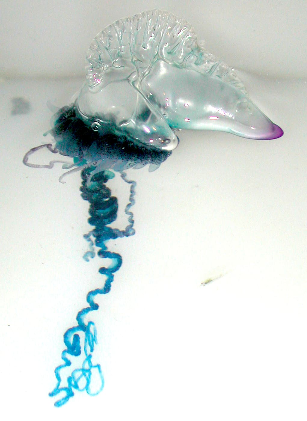Portuguese Man o' War (Physalia physalis) — Ocean City, Maryland