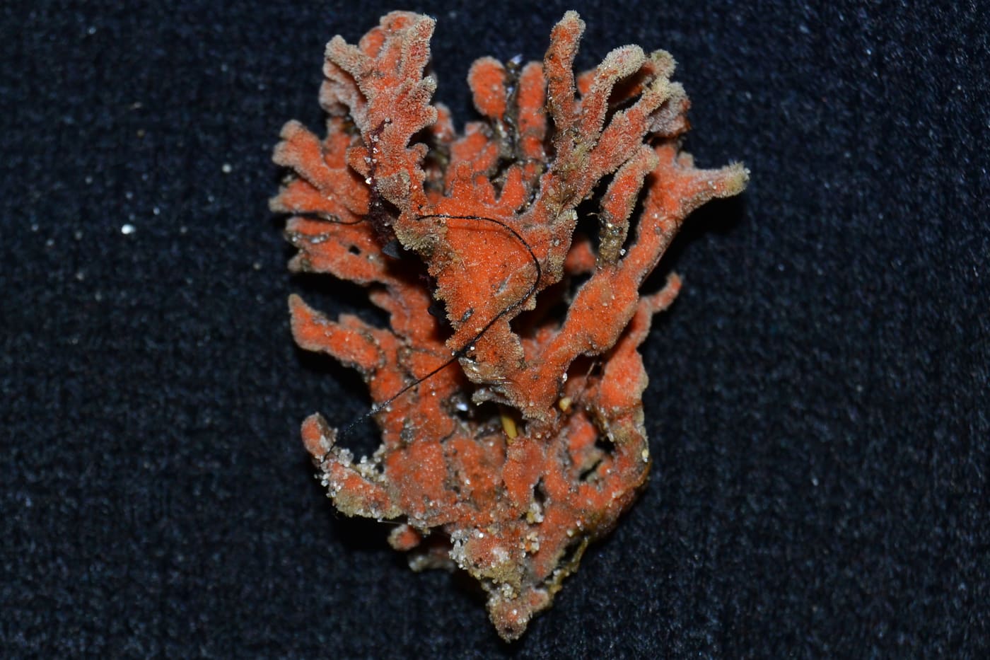 Red Beard Sponge (Clathria prolifera) — Ocean City, Maryland
