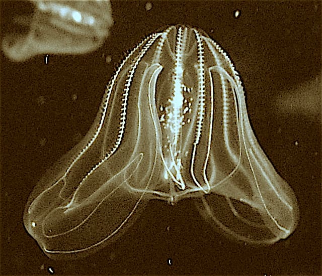 Sea Walnut (Mnemiopsis leidyi) — Ocean City, Maryland