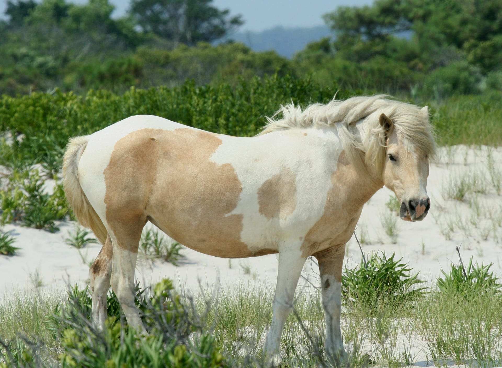Ocean City Wild Ponies
