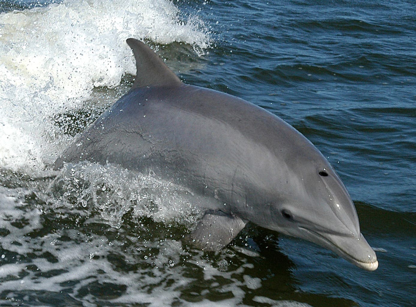 Ocean City Dolphin Cruises