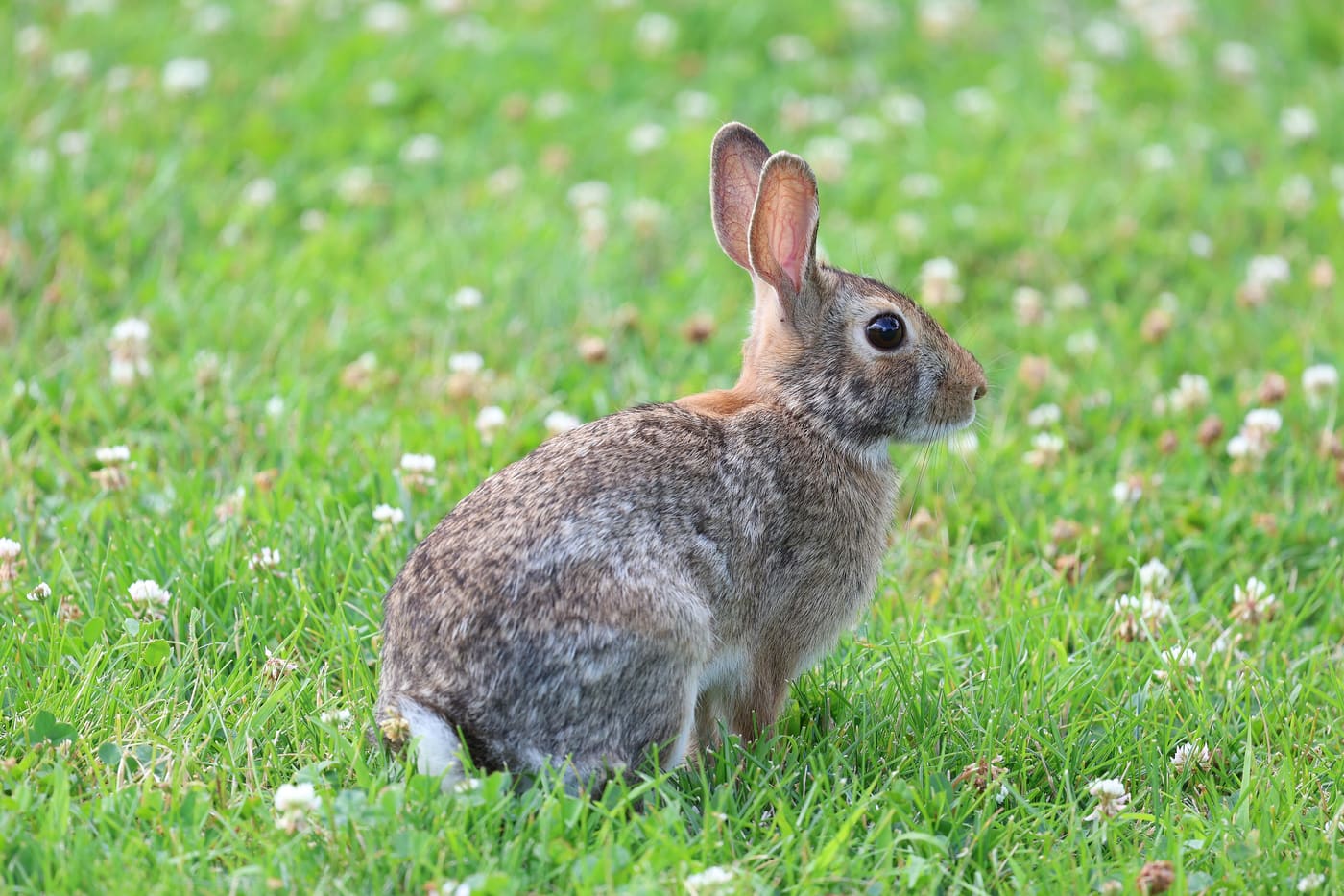 Eastern Cottontail (Sylvilagus floridanus) — Ocean City, Maryland
