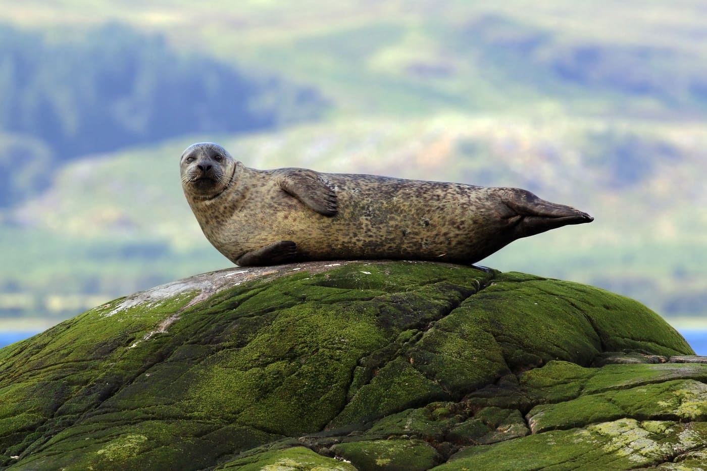 Harbor Seal (Phoca vitulina) — Ocean City, Maryland