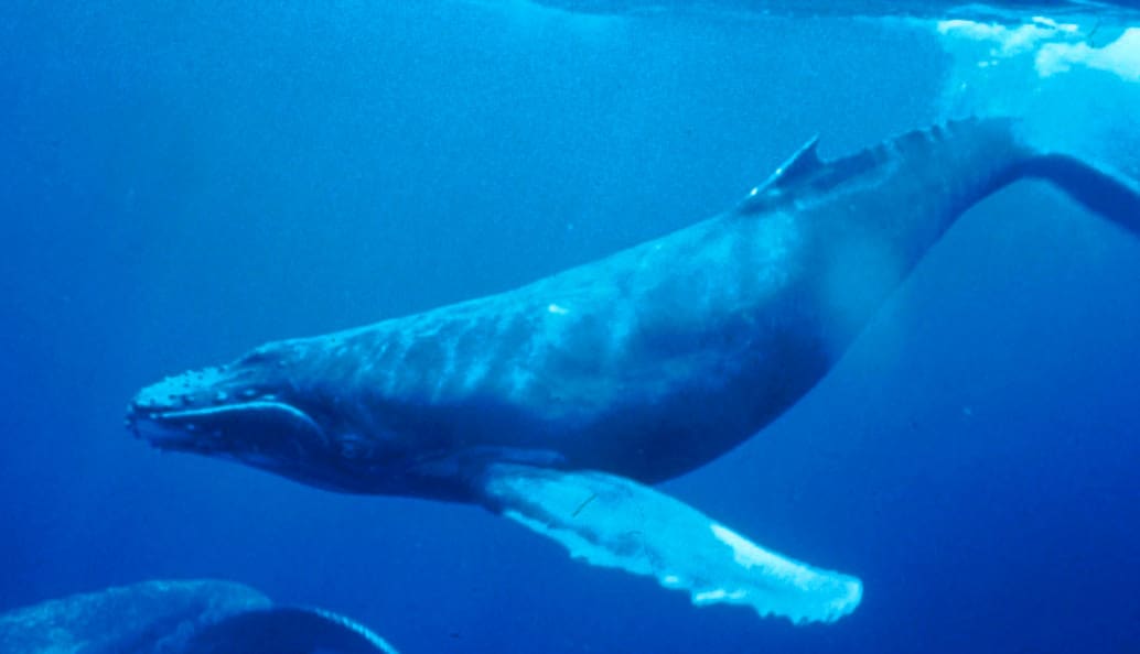 Humpback Whale (Megaptera novaeangliae) — Ocean City, Maryland