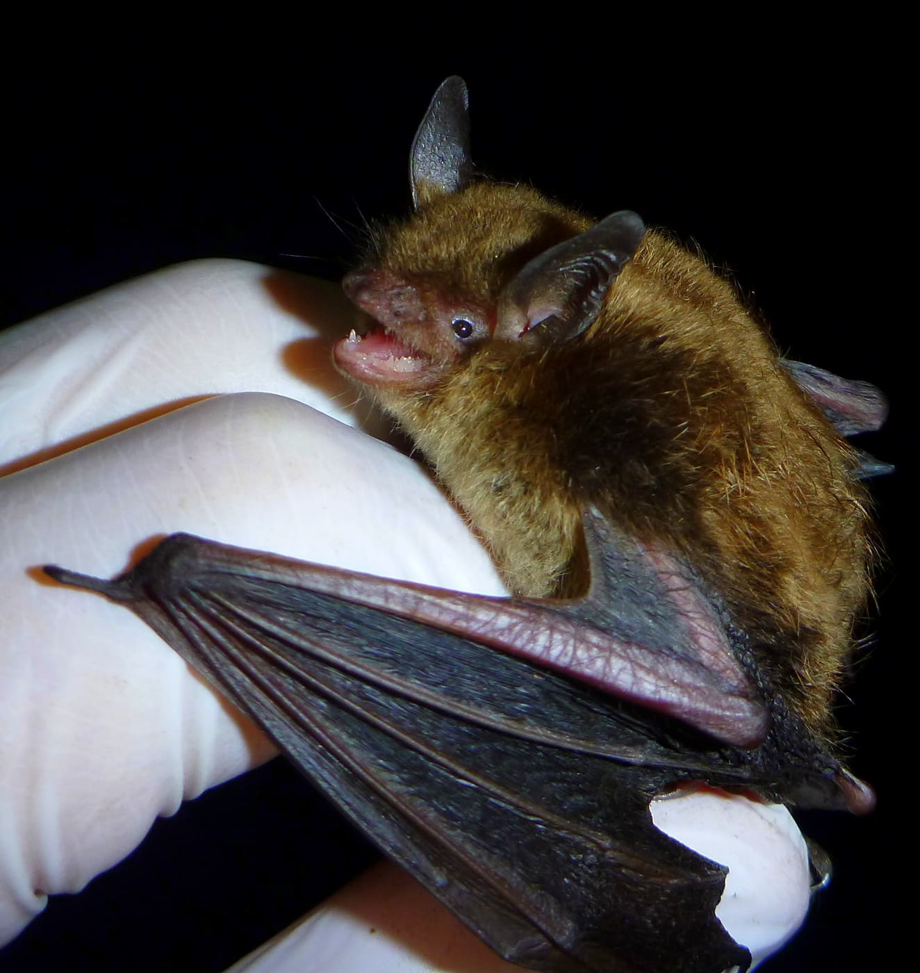 Little Brown Bat (Myotis lucifugus) — Ocean City, Maryland