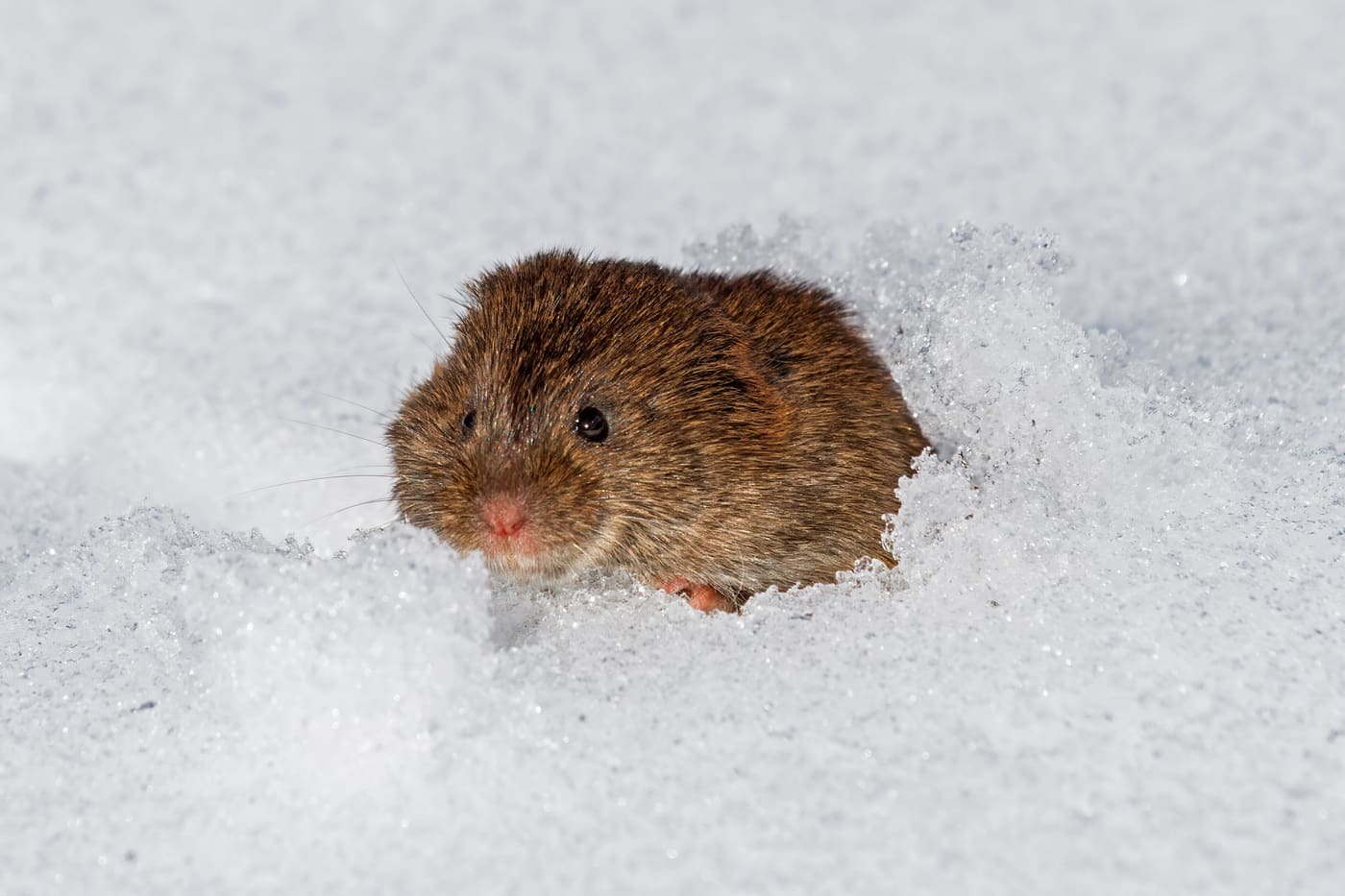 Meadow Vole (Microtus pennsylvanicus) — Ocean City, Maryland