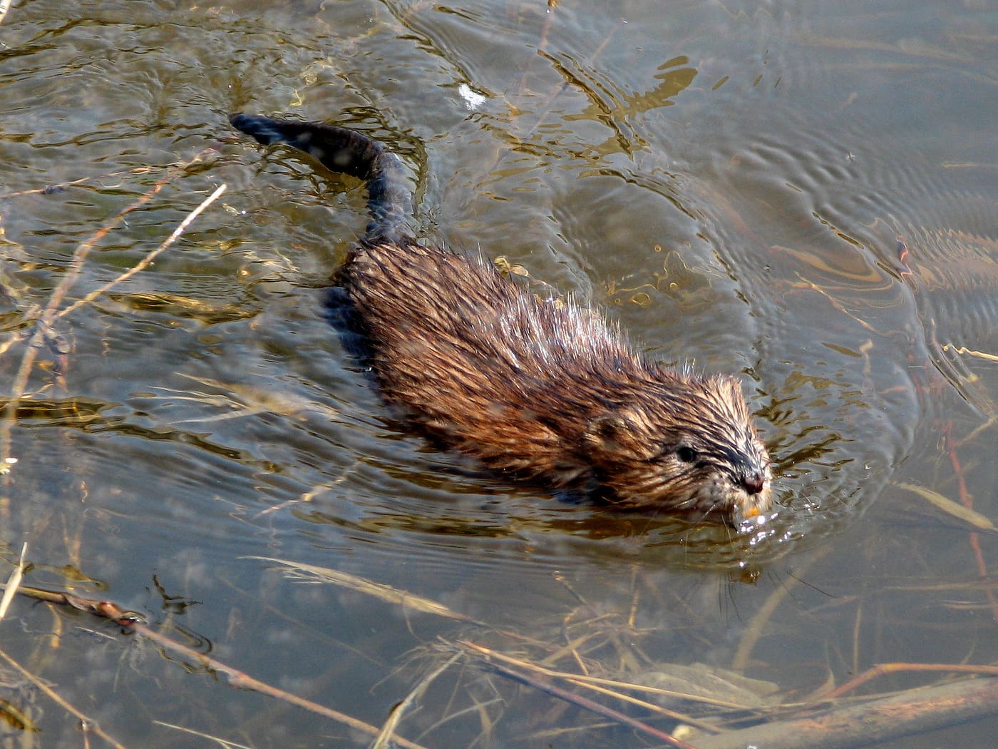 Muskrat (Ondatra zibethicus) — Ocean City, Maryland