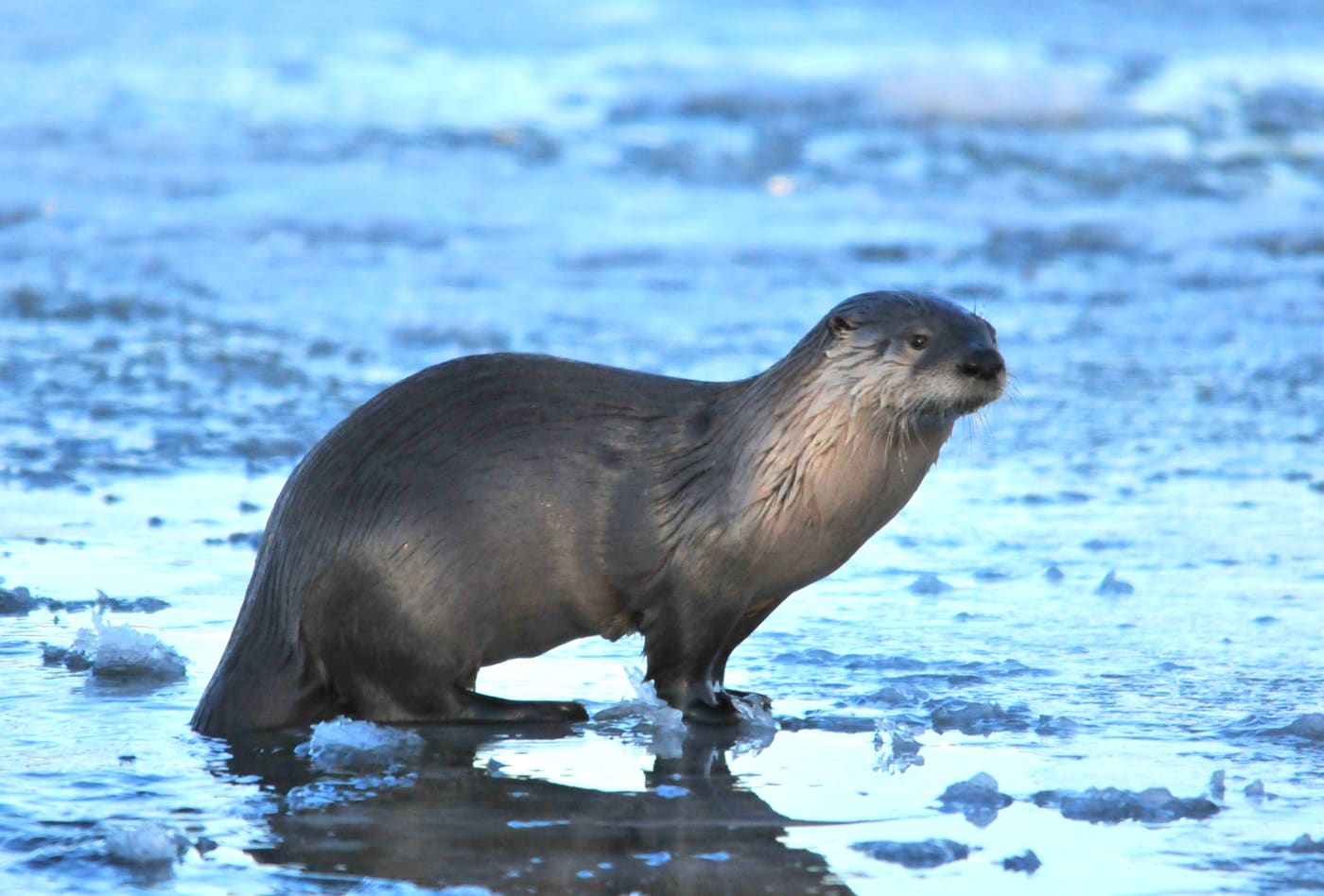 North American River Otter (Lontra canadensis) — Ocean City, Maryland