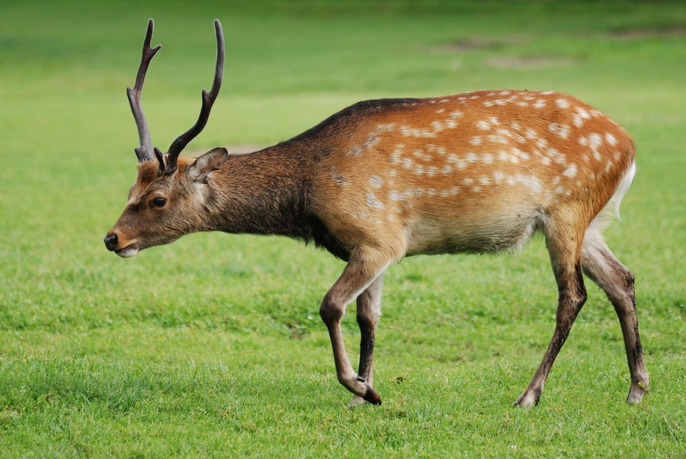 Sika Deer (Cervus nippon) — Ocean City, Maryland