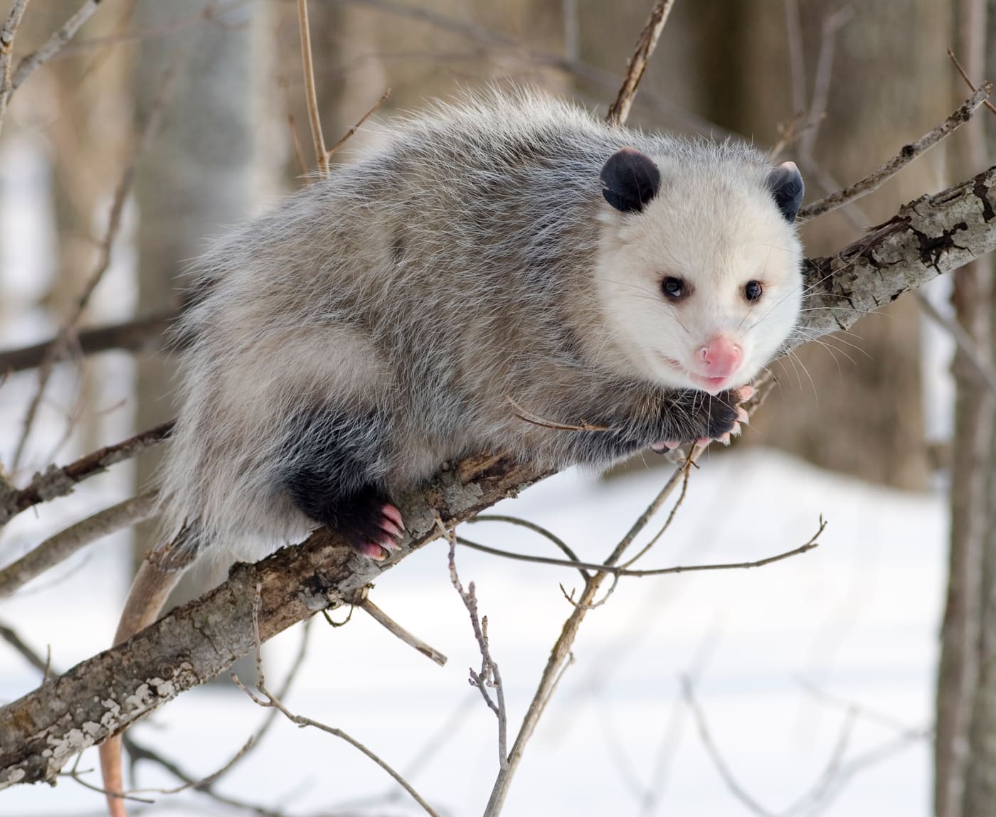 Virginia Opossum (Didelphis virginiana) — Ocean City, Maryland