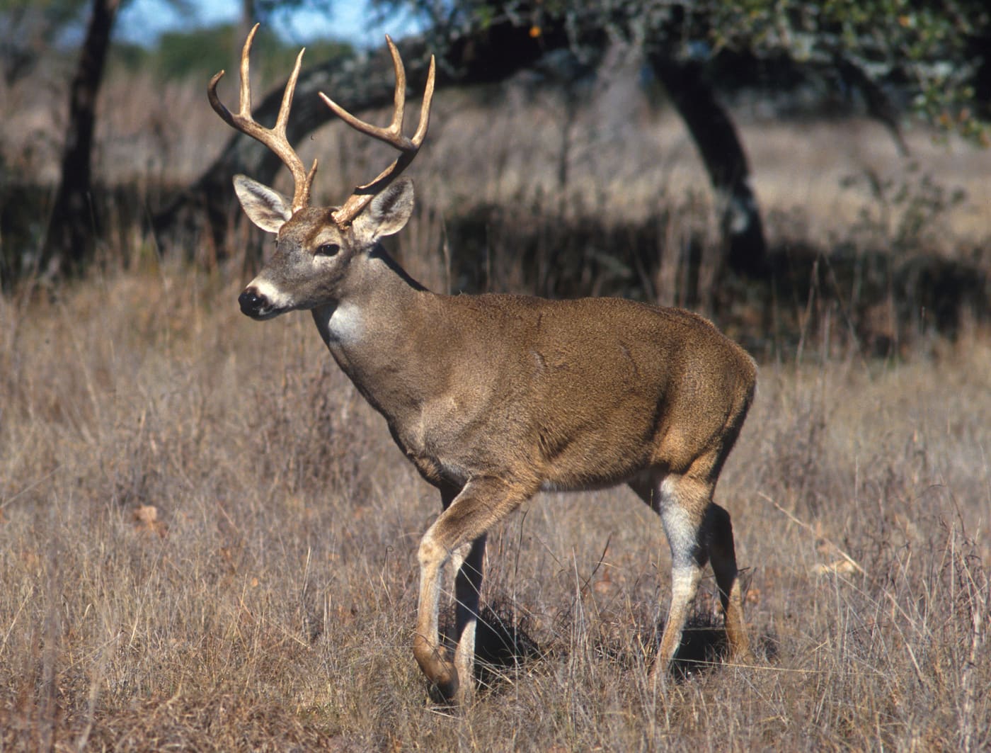 White-tailed Deer (Odocoileus virginianus) — Ocean City, Maryland