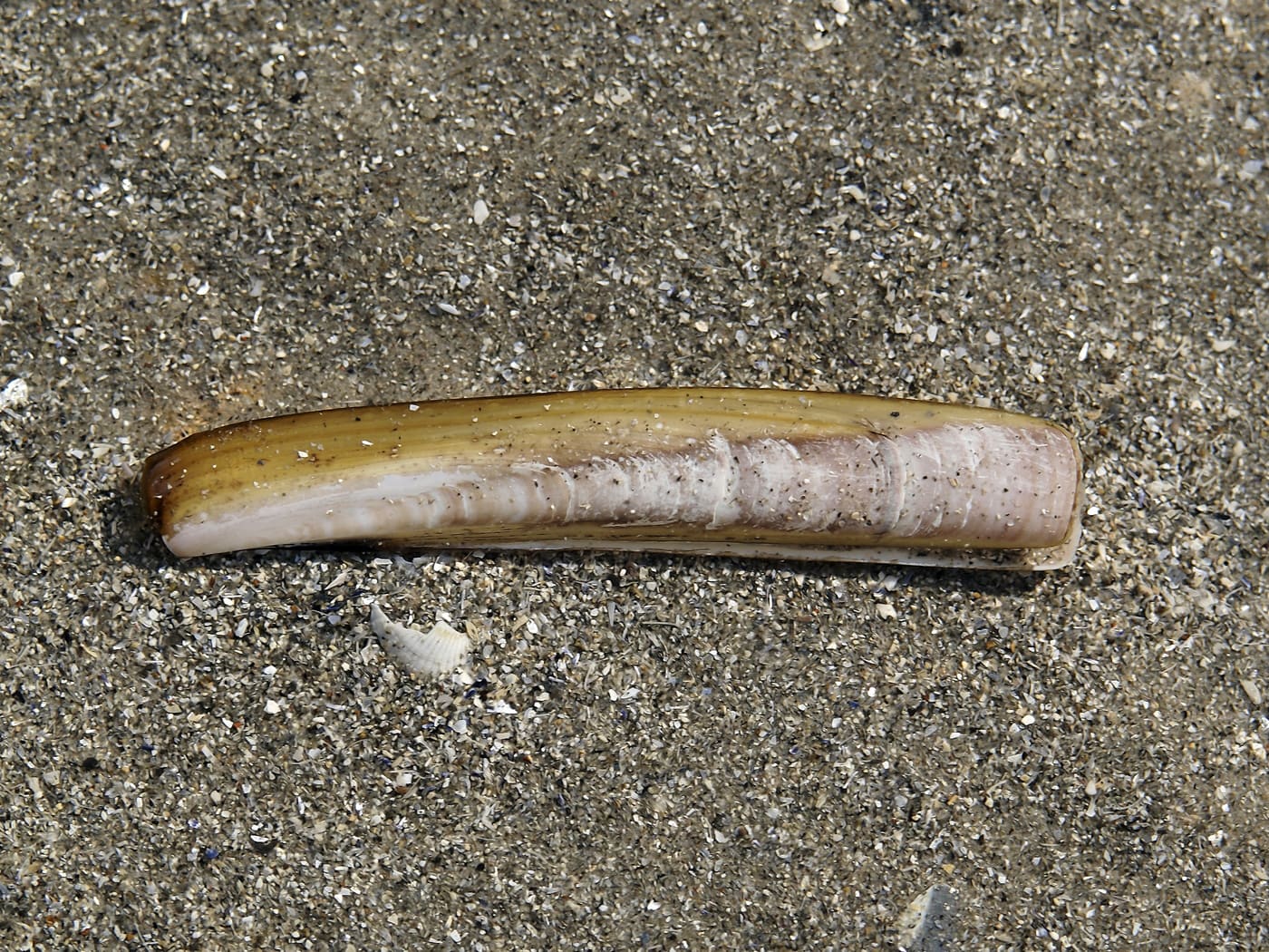 Atlantic Razor Clam (Ensis leei) — Ocean City, Maryland