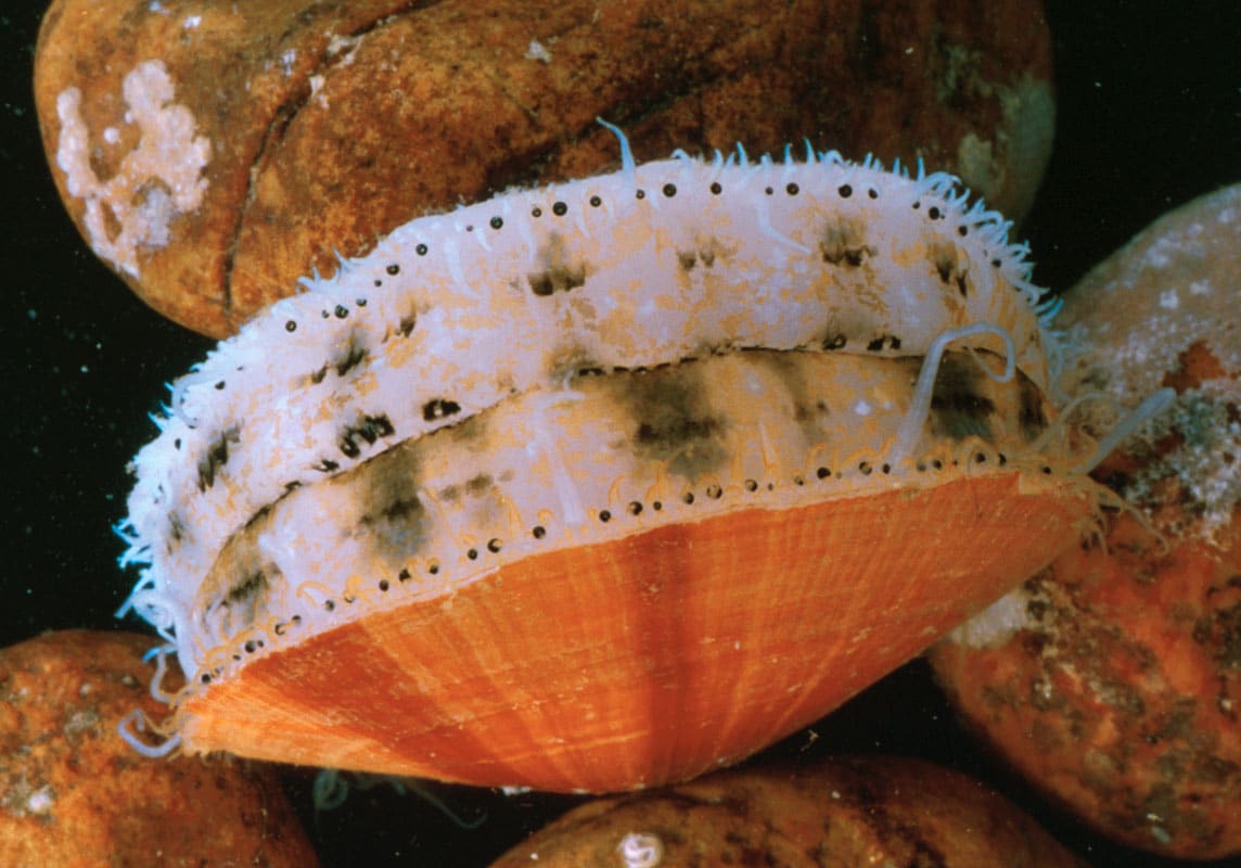 Atlantic Sea Scallop (Placopecten magellanicus) — Ocean City, Maryland